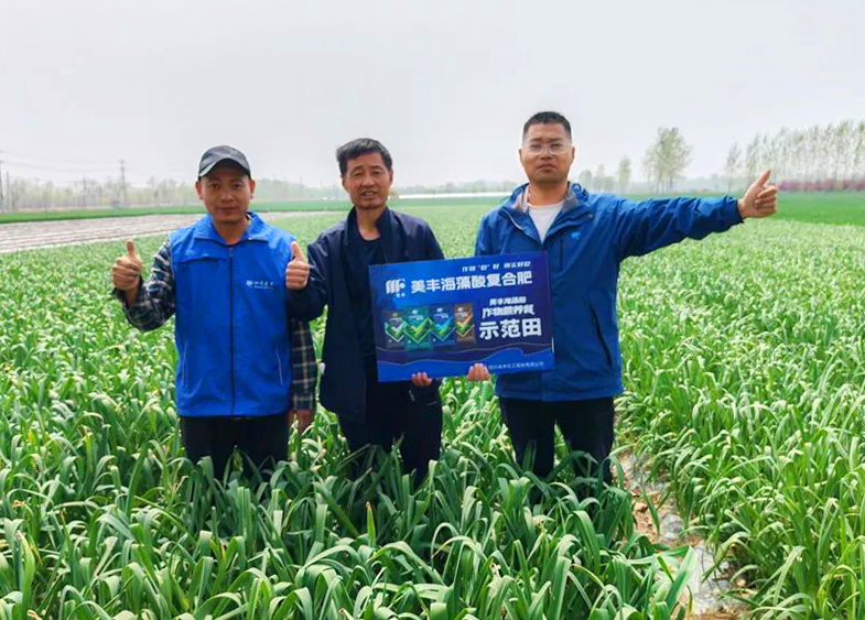 美豐肥料助力中原蒜鄉喜豐收