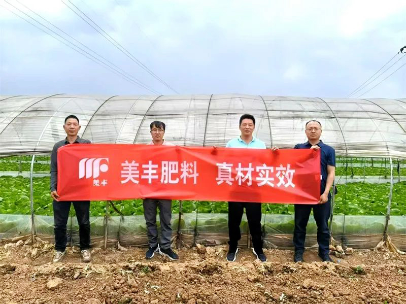 夏攻行動：白菜用了黃金3+金2代之后……